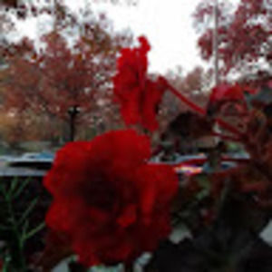 Meet your Posher, Asma